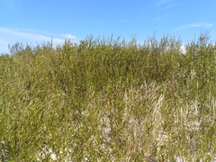 Salix purpurea