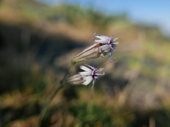 Silene ciliata