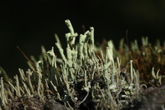 Cladonia sulphurina