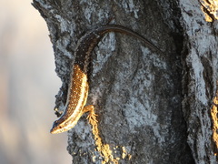 Kalahari Tree Skink photo 2