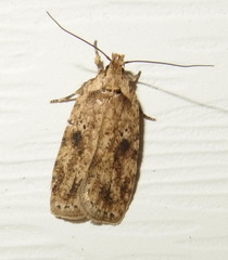 Agonopterix canadensis
