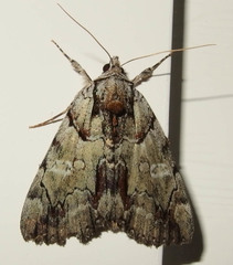 Catocala praeclara
