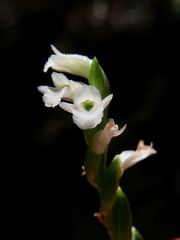 Spiranthes aestivalis
