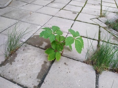 Parthenocissus quinquefolia