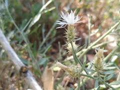 Centaurea diffusa