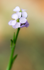 Cakile maritima euxina