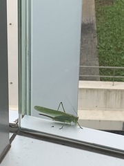 Tettigonia viridissima