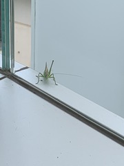 Tettigonia viridissima