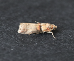 Acrobasis tumidana