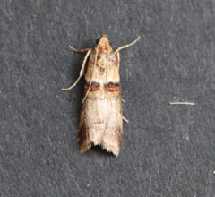 Acrobasis tumidana