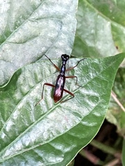 Neocollyris