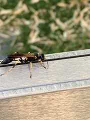 Sceliphron caementarium