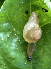 Helicarion perfragilis