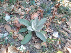 Verbascum songaricum