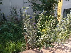 Echium vulgare