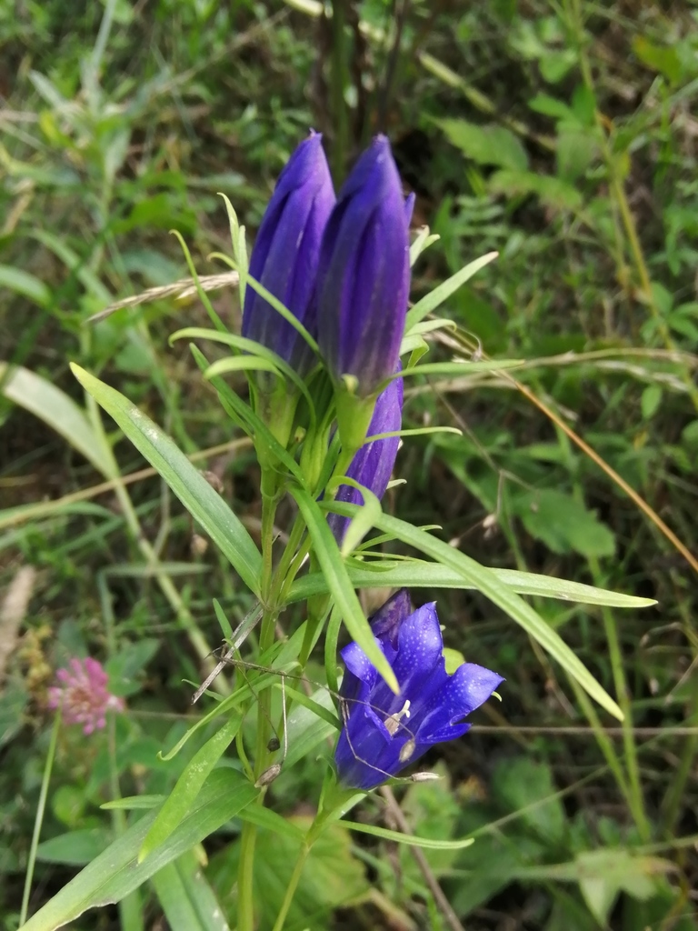 marsh gentian from Буланаш, Свердловская обл., Россия, 623794 on August ...