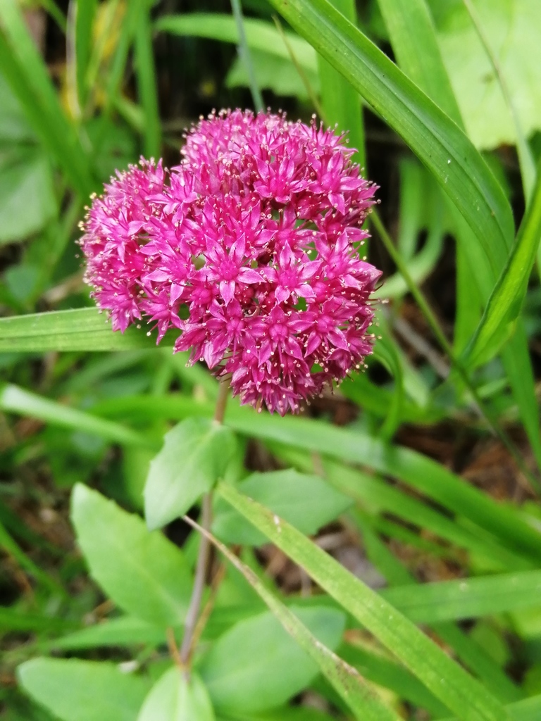 Orpine from Буланаш, Свердловская обл., Россия, 623794 on August 24 ...