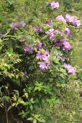 Rhododendron ovatum
