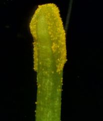 Malcolmia littorea