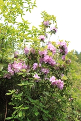 Rhododendron ovatum