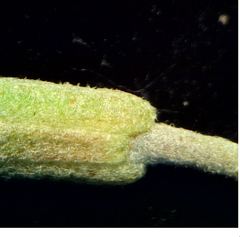 Malcolmia littorea