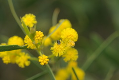 Sphaeroscelis pectoralis