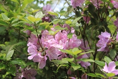 Rhododendron ovatum