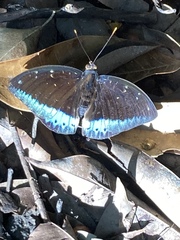 Lexias pardalis dirteana