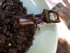 Lucanus elaphus