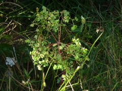 Euphorbia portlandica