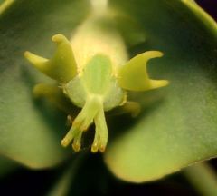 Euphorbia portlandica