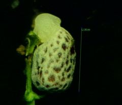 Euphorbia portlandica