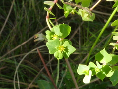 Euphorbia portlandica