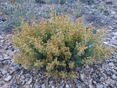 Thymelaea pubescens