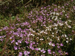 Thymus caespititius