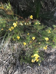 Gompholobium grandiflorum