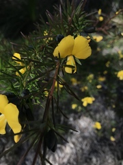 Gompholobium grandiflorum
