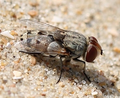 Miltogramma punctata