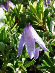 Clematis alpina