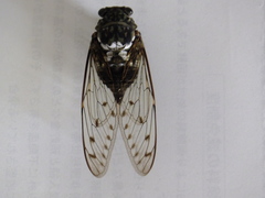 Hyalessa maculaticollis