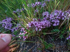 Thymus praecox britannicus