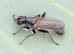 Cordilura pubera