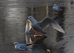 Larus glaucoides