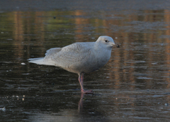 Larus glaucoides