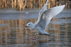 Larus glaucoides