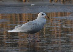 Larus glaucoides