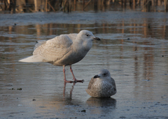 Larus glaucoides