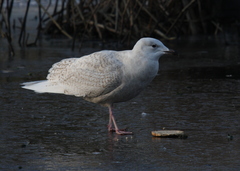Larus glaucoides