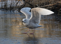 Larus glaucoides