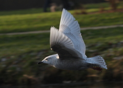 Larus glaucoides